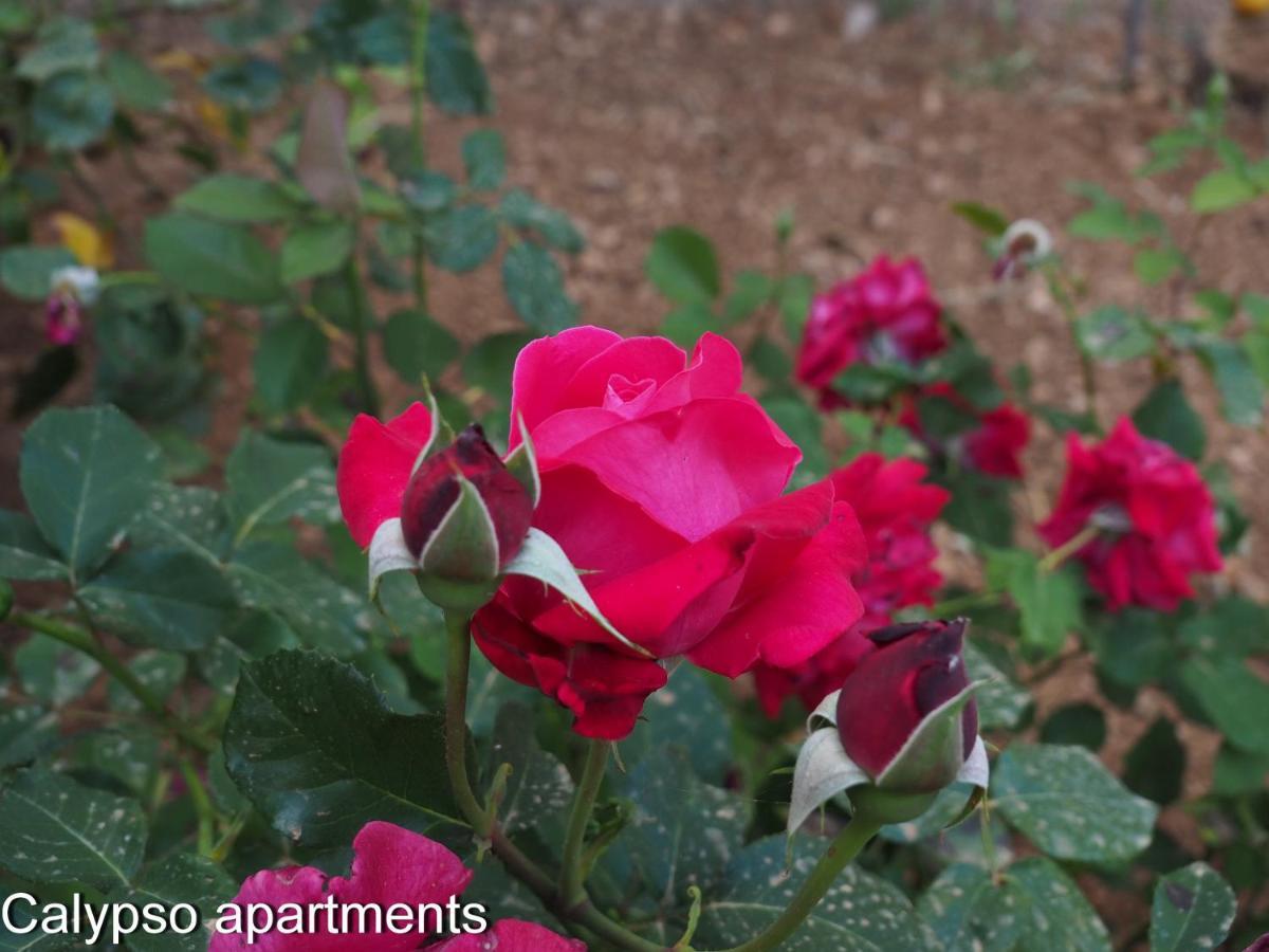 Calypso Apartments Αρτέμιδα Εξωτερικό φωτογραφία